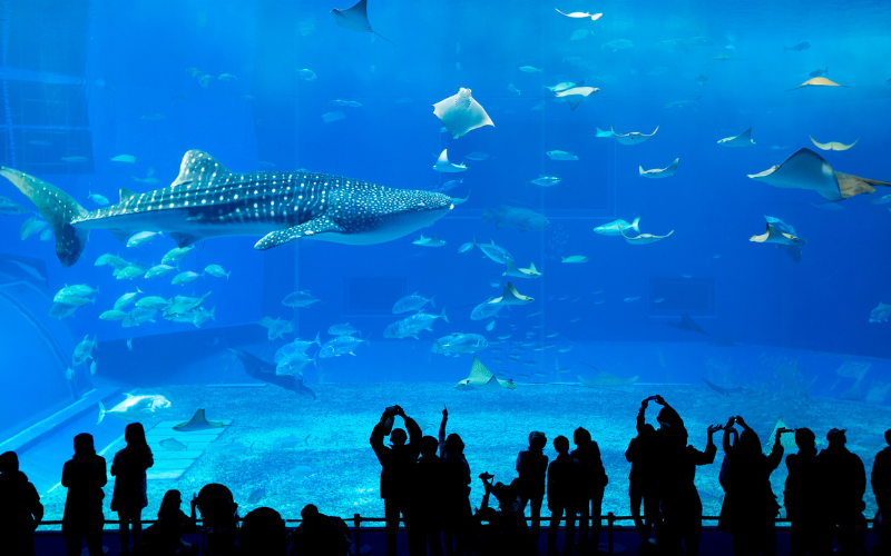 Kanyakumari Mini Aquarium